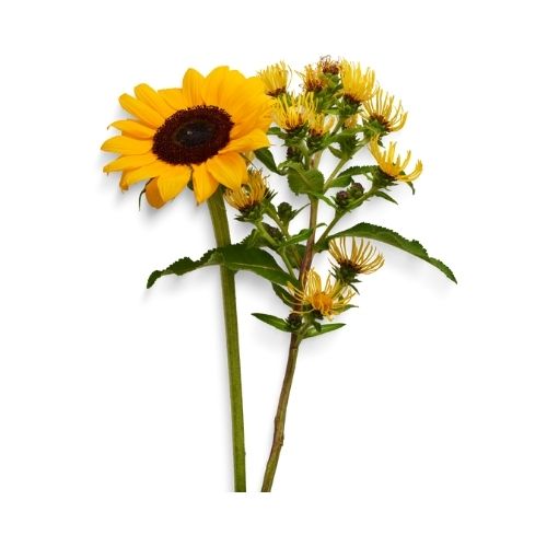 Semillas_de_girasol_Ingrediente_Natural_Mipelazo